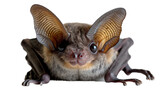 Fototapeta Zwierzęta - This image features a detailed close-up of a brown bat with large ears and glossy eyes, isolated on a white background