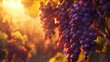Sunlit clusters of ripe wine grapes on the vine, portraying a bountiful harvest.