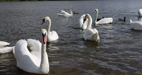 Wall Mural - a large number of white swans on the lake in summer, many white swans are fed by people in sunny weather