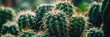 cactus background cactus plants closeup Cactus thorns