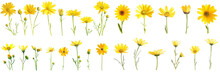 Set Of Yellow Daisies Wild Field Flowers In Various Stages From Buds To Full Bloom, Collection Of Summer Or Spring Flora, Isolated. 