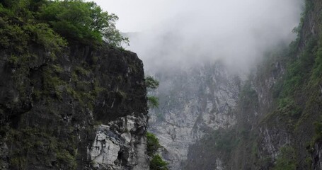 Wall Mural - tropical lush tree forest with foggy mist