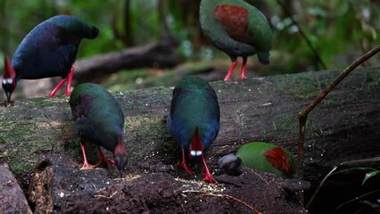 Wall Mural - Nature wildlife footage of rare crested partridge (Rollulus rouloul) also known as the crested wood partridge, roul-roul, red-crowned wood partridge on deep forest jungle