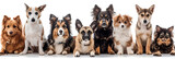 Fototapeta Zwierzęta - A group of pets sitting in front of a white background, generative Ai