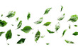 Sure, here is a description for an image of green leaves: Green vector leaves in a variety of shapes, perfect for eco-friendly designs