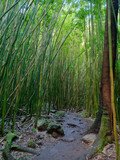 Fototapeta Sypialnia - Forest path along bamboo forest in the Pipiwai Trail on the island of Maui, Hawaii, USA