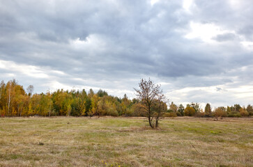 Wall Mural - Colorful forest against the sky and meadows. Beautiful landscape of trees and blue sky background