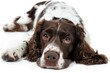 Russian spaniel, an adult dog on a white background. a purebred thoroughbred pet. breed.