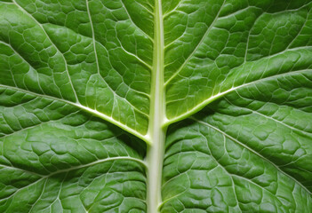 Salad leaf close up bright green background abstract 