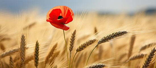 Poster - Vibrant Red Poppy Flower Stands Tall in a Sunlit Wheat Field of Tranquility and Beauty