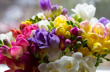 Poster - flowers freesias