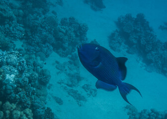 Wall Mural - blue triggerfish swimming in the depth during freediving