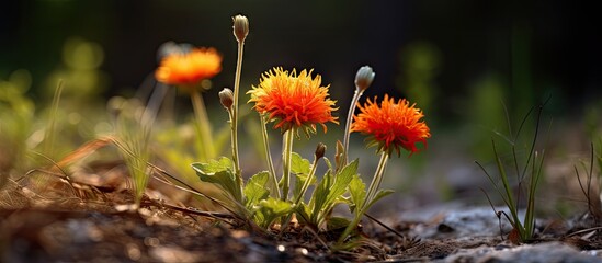 Poster - Vibrant Botanical Close-Up Shot of Diverse Blooming Flowers in Rich Soil