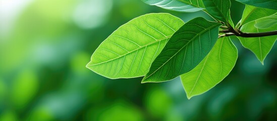 Poster - Serene Green Leaf Illuminated by Soft Light Against a Dreamy Blurred Background