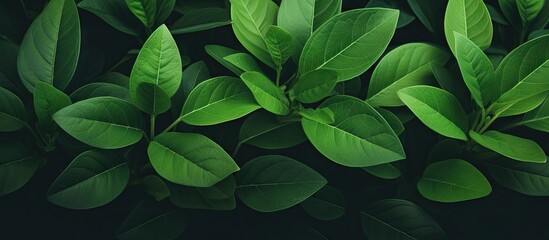 Poster - Vibrant Green Leaves Wallpaper Collection for Nature Lovers and Interior Designers