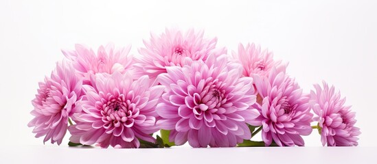 Fototapete - Elegant Pink Chrys Flowers Blooming Vibrantly on Pure White Background