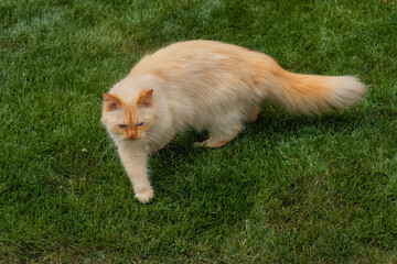  Fluffy ginger cat turning around on grass