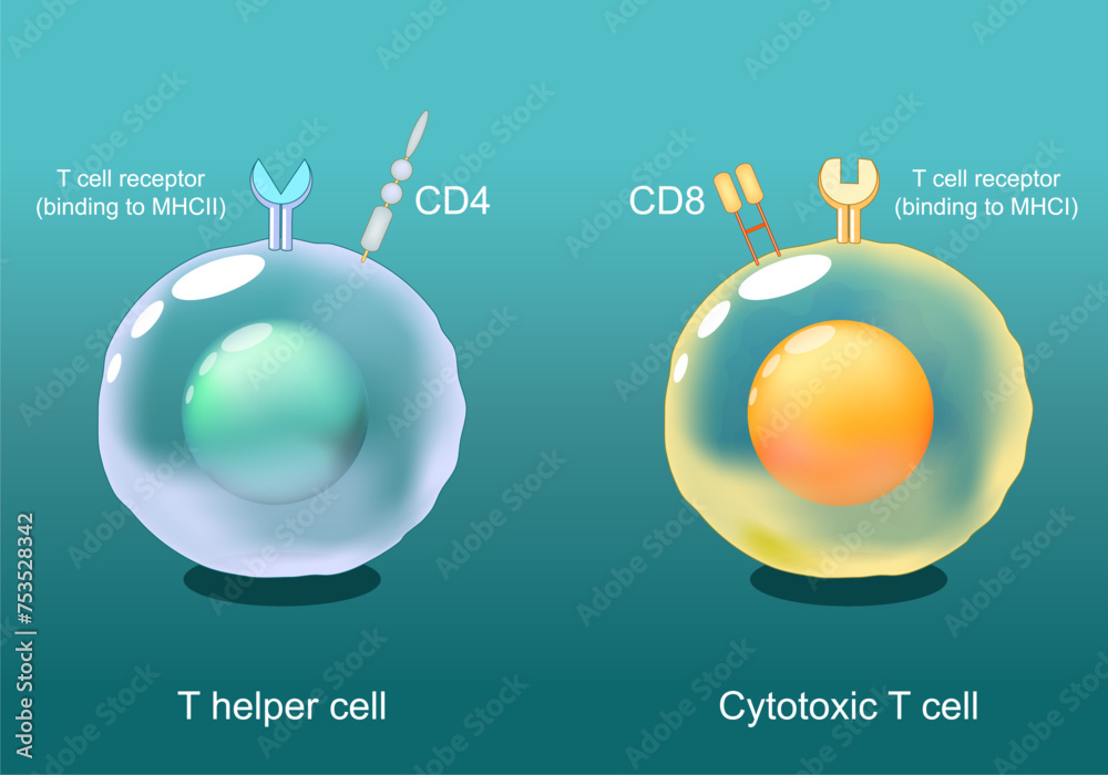 Helper T cells and Cytotoxic T-cells. CD8 and CD4 lymphocytes Stock ...