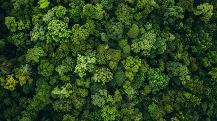 Wall Mural - Aerial view of a lush forest, natural and dense