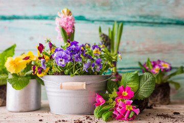 Wall Mural - Spring flowers in pots