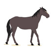 vector illustration of a dark gray horse isolated on a white background. The theme of equestrian sports, farming, veterinary medicine and animal husbandry
