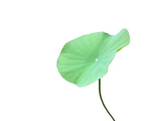 Wall Mural - Isolated waterlily or lotus leaf with clipping paths.
