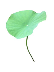 Wall Mural - Isolated waterlily or lotus leaf with clipping paths.
