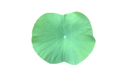 Wall Mural - Isolated waterlily or lotus leaf with clipping paths.
