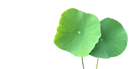 Wall Mural - Isolated waterlily or lotus leaf with clipping paths.