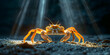 Sand crab with glowing claws on the beach Sharp, Enchanting marine poster view of a snow crab swimming in shallow water in clear blue water.