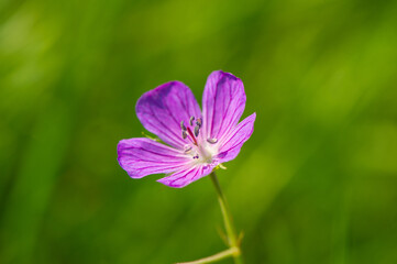 Wall Mural - One purple and pink flower of a wild geranium (Geranium palustre) forest in the grass.