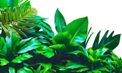 Wall Mural - Green tropical plants (Monstera, palm leaves, rubber plant, pine, banana leaf, fern). Exotic foliage leaves isolated on white background	
