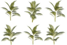 Plam Tree Set. Palm Trees Isolated On White Background. Beautiful Palma Tree Set Illustration