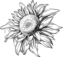 Wall Mural - Hand drawn sunflower. Illustration in black and white colors.