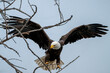 eagle landing in tree branches