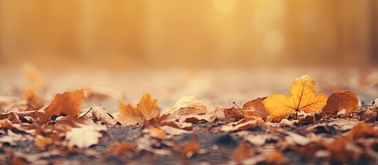 Wall Mural - Colorful Autumn Leaves Scattered Across Ground Creating a Cozy Natural Carpet