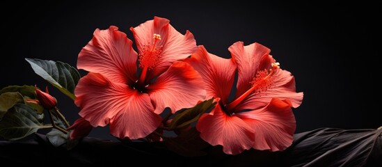 Poster - Vibrant Red Blossoms Showcase Elegance on a Dramatic Black Background