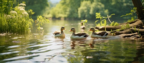 Wall Mural - Tranquil Nature Scene: Pair of Ducks Gracefully Swim Amongst Lush Pond Vegetation