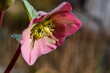Schneerose, Blüte in Rosa Makro in der Sonne