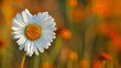 white daisy flower in heart shape in the summer meadow with orange flowers in the background.
