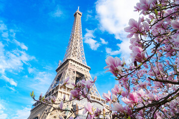 Sticker - Eiffel Tower with blooming magnolia spring flowers, Paris, France