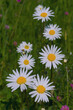 White spring daisies in a meadow