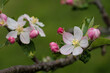 apple blossoms in spring, Auvergne