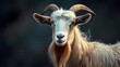 a cinematic and Dramatic portrait image for goat