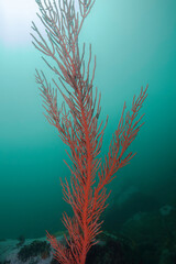 Wall Mural - A tall growing Palmate sea fan (Leptogoria palma) bright orange color with turquoise background