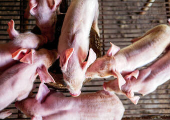 Wall Mural - Top view of many piglet cute newborn in the pig farm with other piglets, Close-up of masses piglets in pig farm