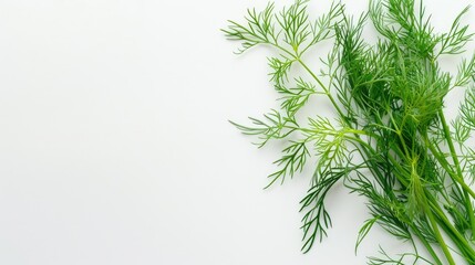  Dill herb presentation on white clean background
