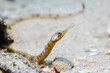 A brown color Longsnout pipefish (Syngnathus temminckii) on the ocean floor sand