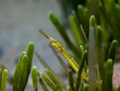 Macro photo of a green Longsnout pipefish (Syngnathus temminckii) hiding in the seagrass
