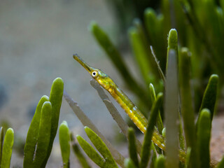 Wall Mural - Macro photo of a green Longsnout pipefish (Syngnathus temminckii) hiding in the seagrass